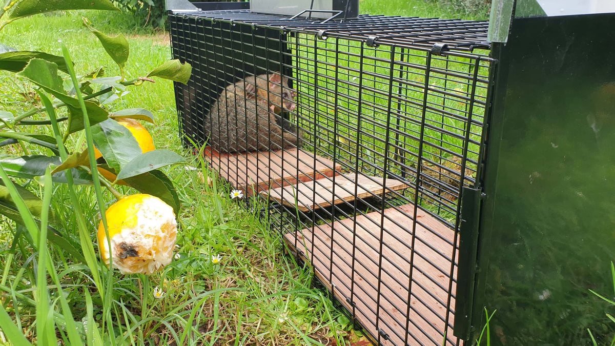 Tawhiti Basic Cage